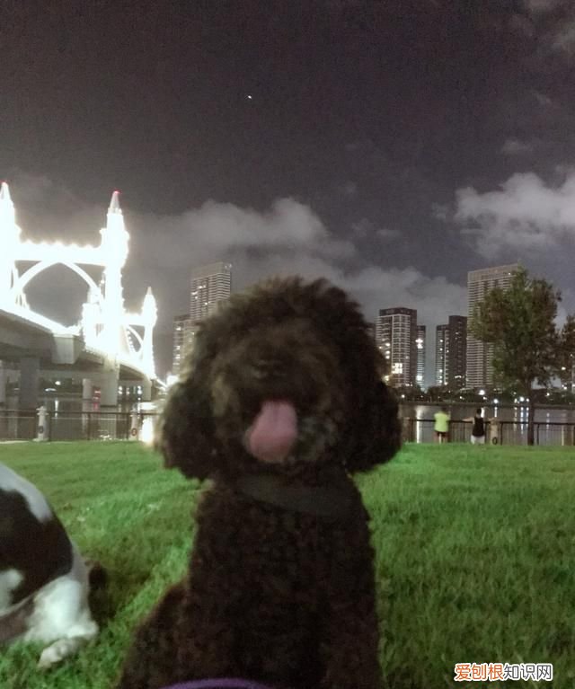 如何挑选一只好的泰迪幼犬 挑选一只好的泰迪幼犬方法