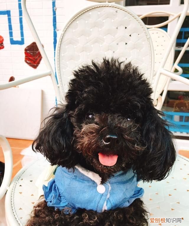 如何挑选一只好的泰迪幼犬 挑选一只好的泰迪幼犬方法