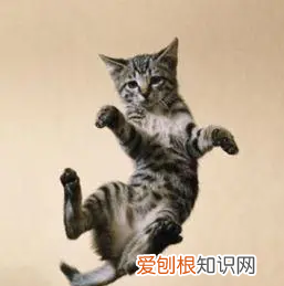 猫有九条命 猫有九条命对，猫有九条命的说法是怎么来的