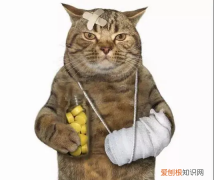 猫有九条命 猫有九条命对，猫有九条命的说法是怎么来的