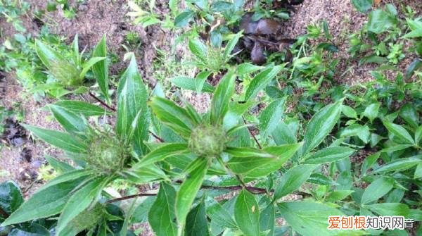 国家扶持的种植药材有哪些 一年亩收入5万的药材