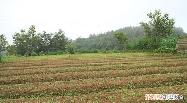 国家扶持的种植药材有哪些 一年亩收入5万的药材