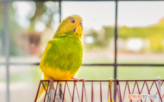 鹦鹉吃什么鹦鹉饲料有哪些 鹦鹉吃的饲料有哪些
