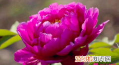 牡丹花语寓意，送玫瑰花中间带百合和牡丹花的花语是什么意思