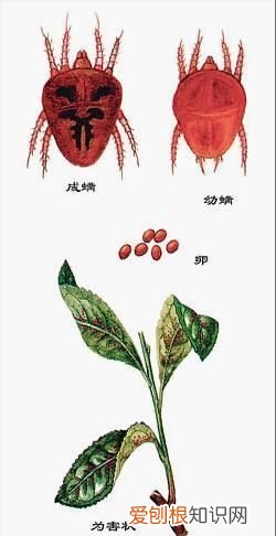 茶树是裸子植物还是被子植物 茶树具体是裸子植物还是被子植物