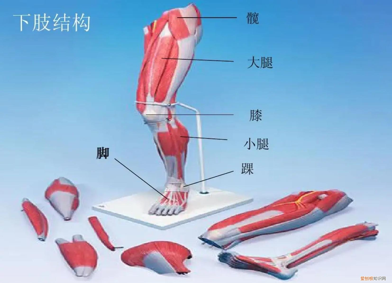 在人类身上也有堪比猛兽的攻击性部位?实战起来能吓自己一跳