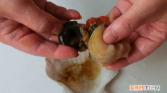 黑口贝怎么清理内脏，扇贝肉的内脏怎么处理视频