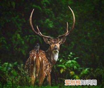 世事无常下一句，世事无常下一句是什么