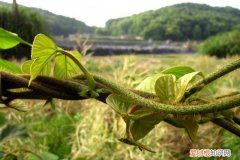 《说文解字》的作者是时期的人?