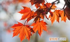 枫树叶子枯萎怎么抢救，红枫移栽后叶子枯萎如何抢救