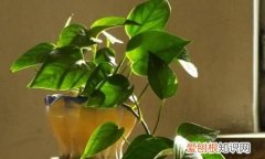 绿萝冬天怎么养不会死 绿萝冬天怎么养才不会死