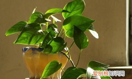 绿萝冬天怎么养不会死 绿萝冬天怎么养才不会死