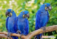 每只鹦鹉都有鹦鹉热 不是每只鹦鹉都携带有鹦鹉热