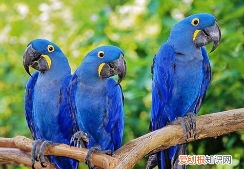 每只鹦鹉都有鹦鹉热 不是每只鹦鹉都携带有鹦鹉热