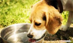 天冷了狗狗喝凉水好还是喝温水好 狗狗冬天有没有必要给喝温水