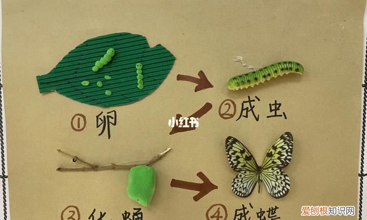蝴蝶的生长过程 蝴蝶的生长过程是怎样的