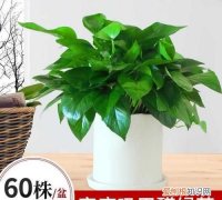 除甲酫的植物一有哪些，除甲醛的绿植有哪些 除甲醛的绿植介绍