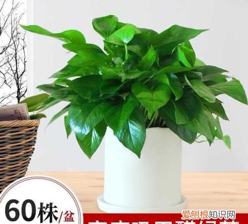 除甲酫的植物一有哪些，除甲醛的绿植有哪些 除甲醛的绿植介绍