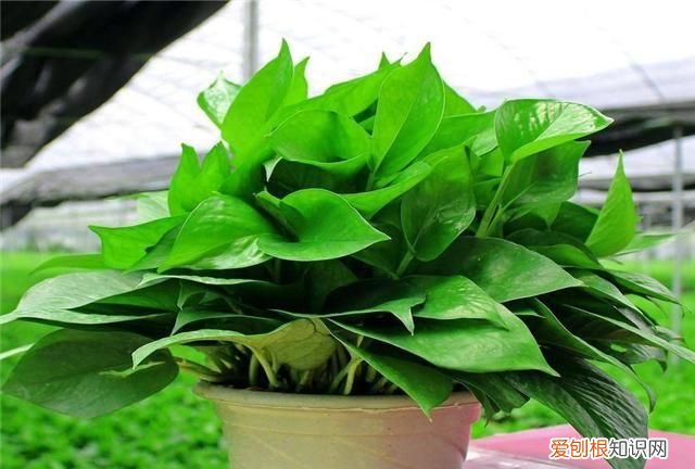 绿萝叶子发黄用啤酒怎么解决 用啤酒怎样解决绿萝叶子发黄
