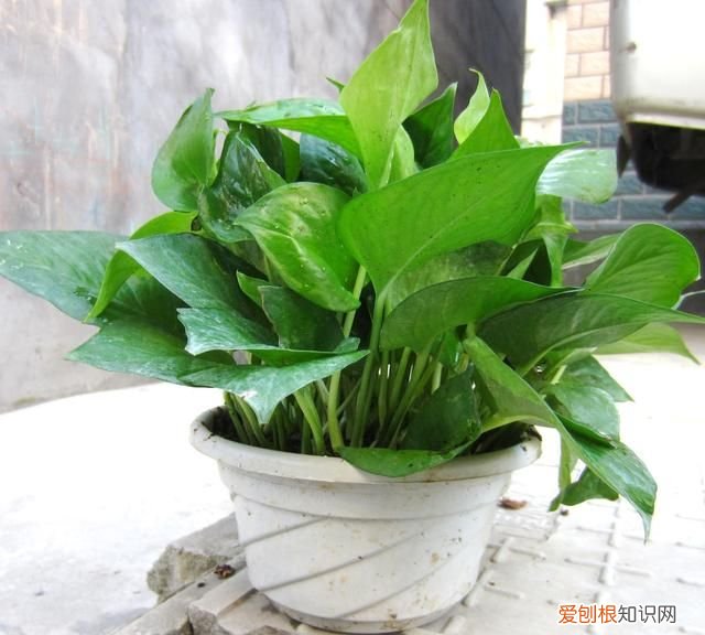 绿萝叶子发黄用啤酒怎么解决 用啤酒怎样解决绿萝叶子发黄