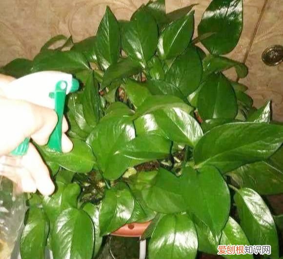 绿萝叶子发黄用啤酒怎么解决 用啤酒怎样解决绿萝叶子发黄