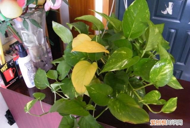 绿萝叶子发黄用啤酒怎么解决 用啤酒怎样解决绿萝叶子发黄