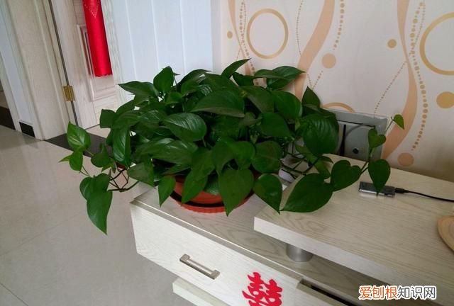 绿萝叶子发黄用啤酒怎么解决 用啤酒怎样解决绿萝叶子发黄