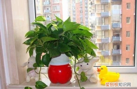 绿萝叶子发黄用啤酒怎么解决 用啤酒怎样解决绿萝叶子发黄