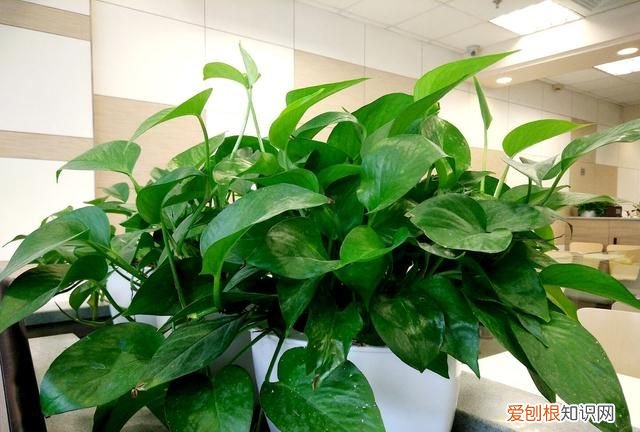 绿萝叶子发黄用啤酒怎么解决 用啤酒怎样解决绿萝叶子发黄