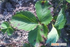 草莓叶子边缘发黑干枯 草莓叶子边缘发黑干枯怎样处理