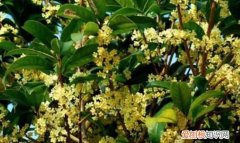 如何让地栽桂花树生长茂盛，桂花的生长过程 桂花是如何生长的