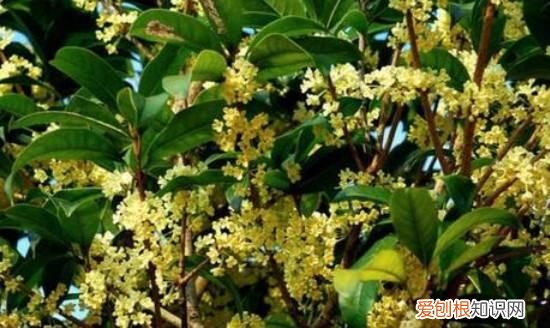 如何让地栽桂花树生长茂盛，桂花的生长过程 桂花是如何生长的