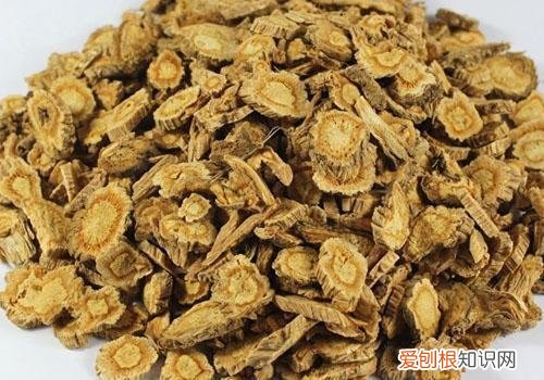 防风是防治风湿最好的药 防风的功效与作用