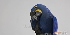 蓝白色的鹦鹉是什么品种的鹦鹉 蓝白色的鹦鹉是哪种品种的鹦鹉
