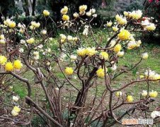 结香树扦插时间和方法，结香花什么时候扦插 结香花扦插的时间