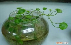 铜钱草适合什么温度养殖 铜钱草适合如何温度养殖