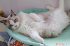 怎样挑选布偶猫的品相 挑选布偶猫的品相技巧