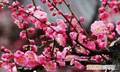梅花的生长过程 梅花的生长过程是怎么样的呢