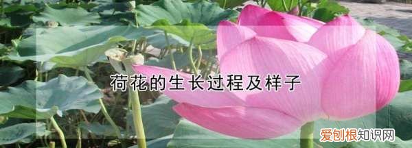 荷花的生长过程50字,荷花生长过程 荷花是如何生长的呢