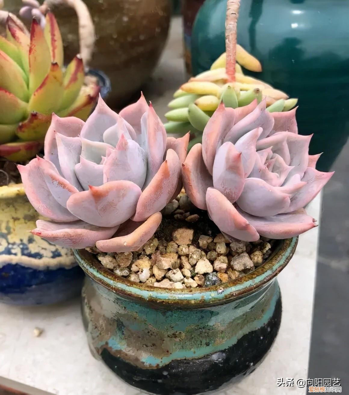 多肉植物10大养护技巧 多肉植物怎么养