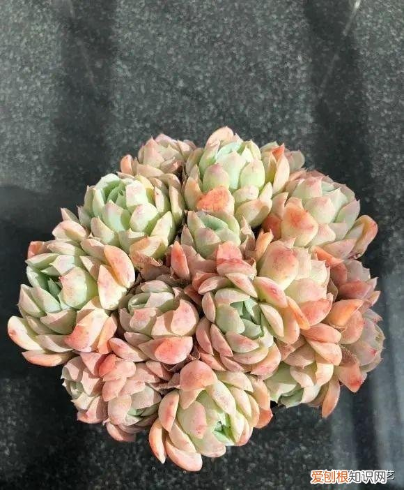 多肉植物10大养护技巧 多肉植物怎么养