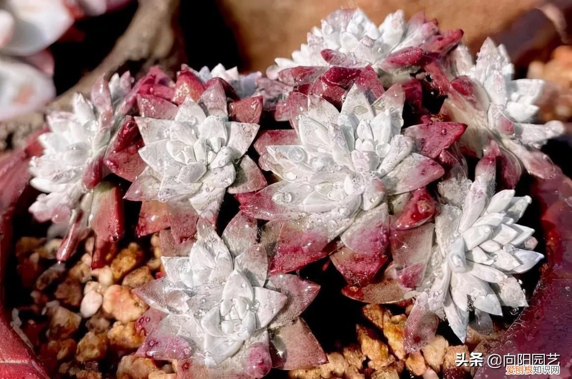 多肉植物10大养护技巧 多肉植物怎么养