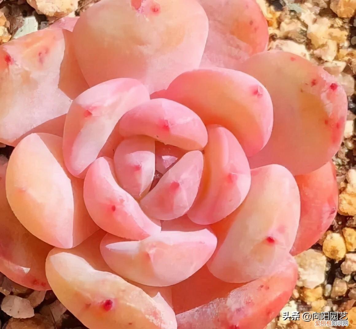 多肉植物10大养护技巧 多肉植物怎么养