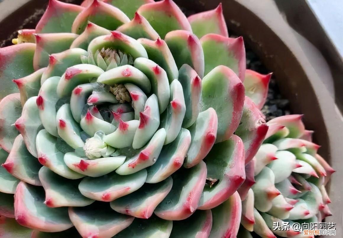 多肉植物10大养护技巧 多肉植物怎么养