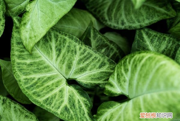 盆栽花叶芋养殖方法 盆栽花叶芋如何养