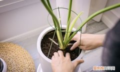 盆栽花叶芋养殖方法 盆栽花叶芋如何养