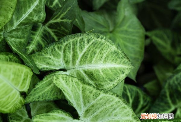 盆栽花叶芋养殖方法 盆栽花叶芋如何养