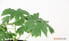 海棠牡丹剪下的枝能插活 海棠牡丹剪下的枝是否能插活