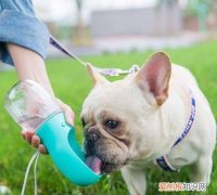 狗狗是喝热水还是冷水，狗狗是喝热水还是冷水 狗狗喝热水好不好