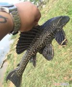 清道夫是怎么进入中国的，清道夫怎么来的 清道夫如何来的